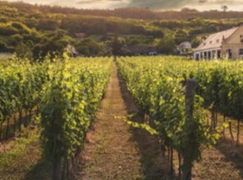 Vacances dans le Minervois et les Corbières : découvrez l'Occitanie authentique depuis Olonzac